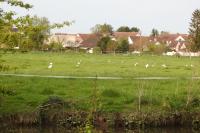 Bubulcus ibis
