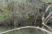 Alcedo atthis