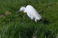 Egretta garzetta