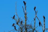 Phalacrocorax carbo