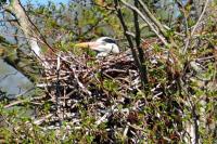 Ardea cinerea