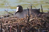 Fulica atra