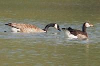 Branta canadensis