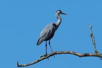 Ardea cinerea