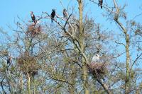 Phalacrocorax carbo