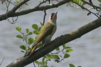 Picus viridis