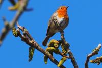 Erithacus rubecula