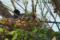 Fulica atra