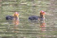 Fulica atra