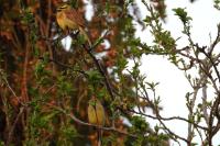 Emberiza cirlus