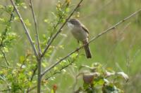 Sylvia communis