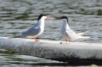 Sterna hirundo