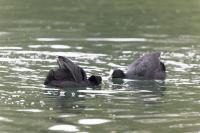 Fulica atra