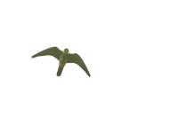 Falco subbuteo