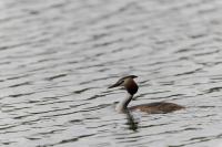 Podiceps cristatus