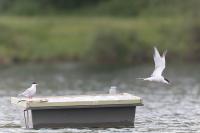 Sterna hirundo