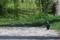 Corvus monedula