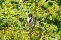 Emberiza schoeniclus