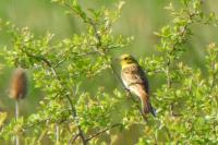 Emberiza citrinella
