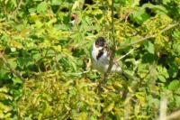 Emberiza schoeniclus