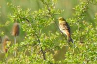 Emberiza citrinella