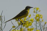 Motacilla flava