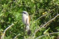 Lanius collurio