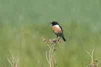 Saxicola rubicola