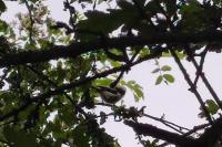 Aegithalos caudatus
