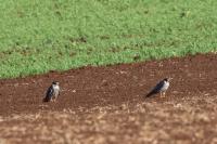 Falco subbuteo