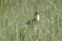 Motacilla flava