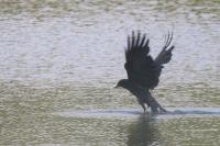 Corvus corone
