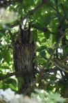 Asio otus