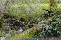 Columba palumbus