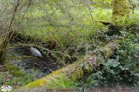 Ardea cinerea