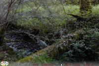 Ardea cinerea