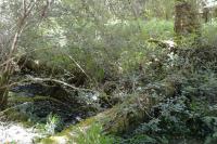 Ardea cinerea