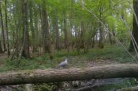 Columba palumbus