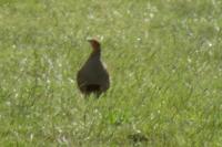 Perdix perdix