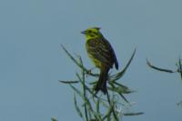 Emberiza citrinella