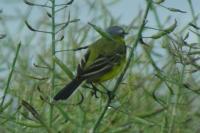 Motacilla flava