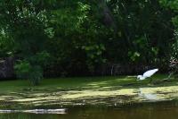 Egretta garzetta