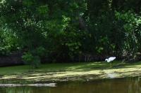 Egretta garzetta