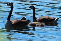 Branta canadensis