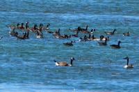 Branta canadensis