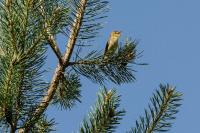 Hippolais polyglotta