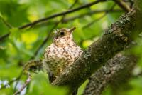 Turdus viscivorus