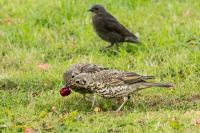 Turdus viscivorus