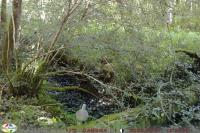 Columba palumbus