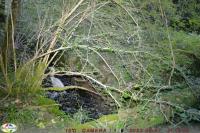 Ardea cinerea